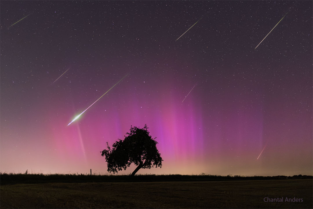 Über der Silhouette eines Baumes ziehen Meteore der Perseiden ihre Spuren am Himmel. Der Himmel hinter dem Baum ist in ein schauriges magentafarbenes Licht getaucht.